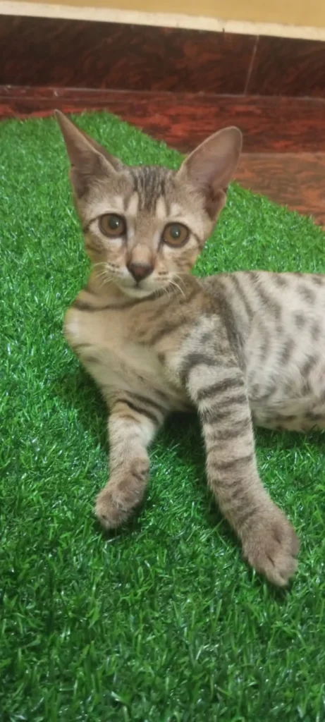 A brown tabby kitten lying on artificial green grass