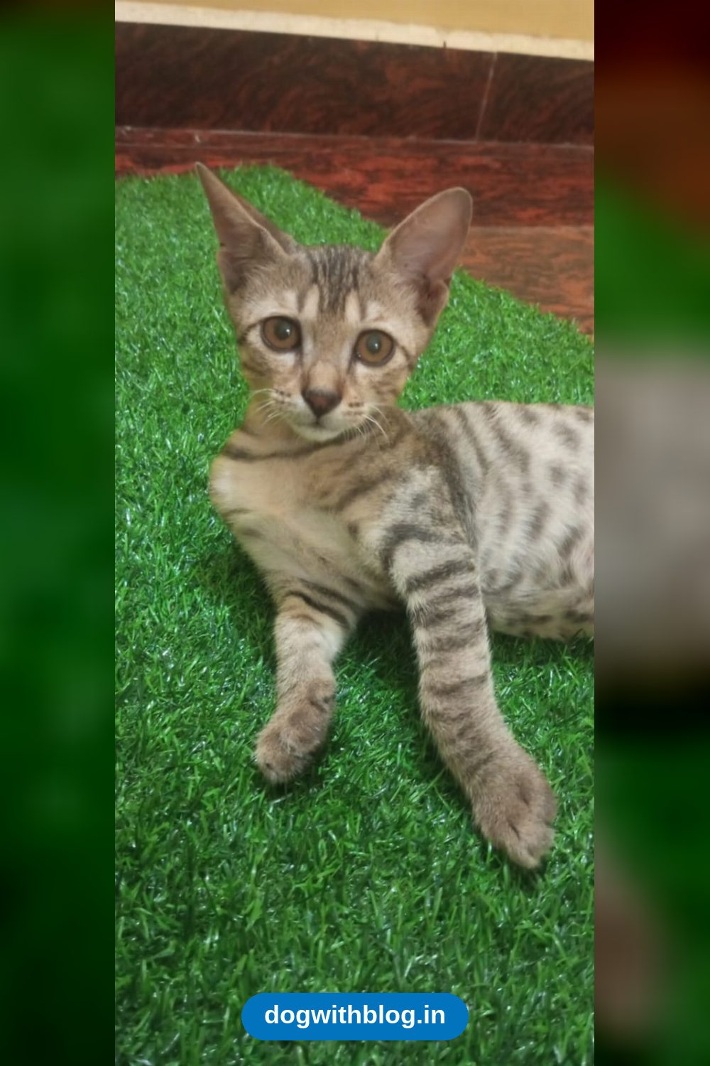 This Kitten’s Rescuer Can’t Afford Her Spay — Prayagraj