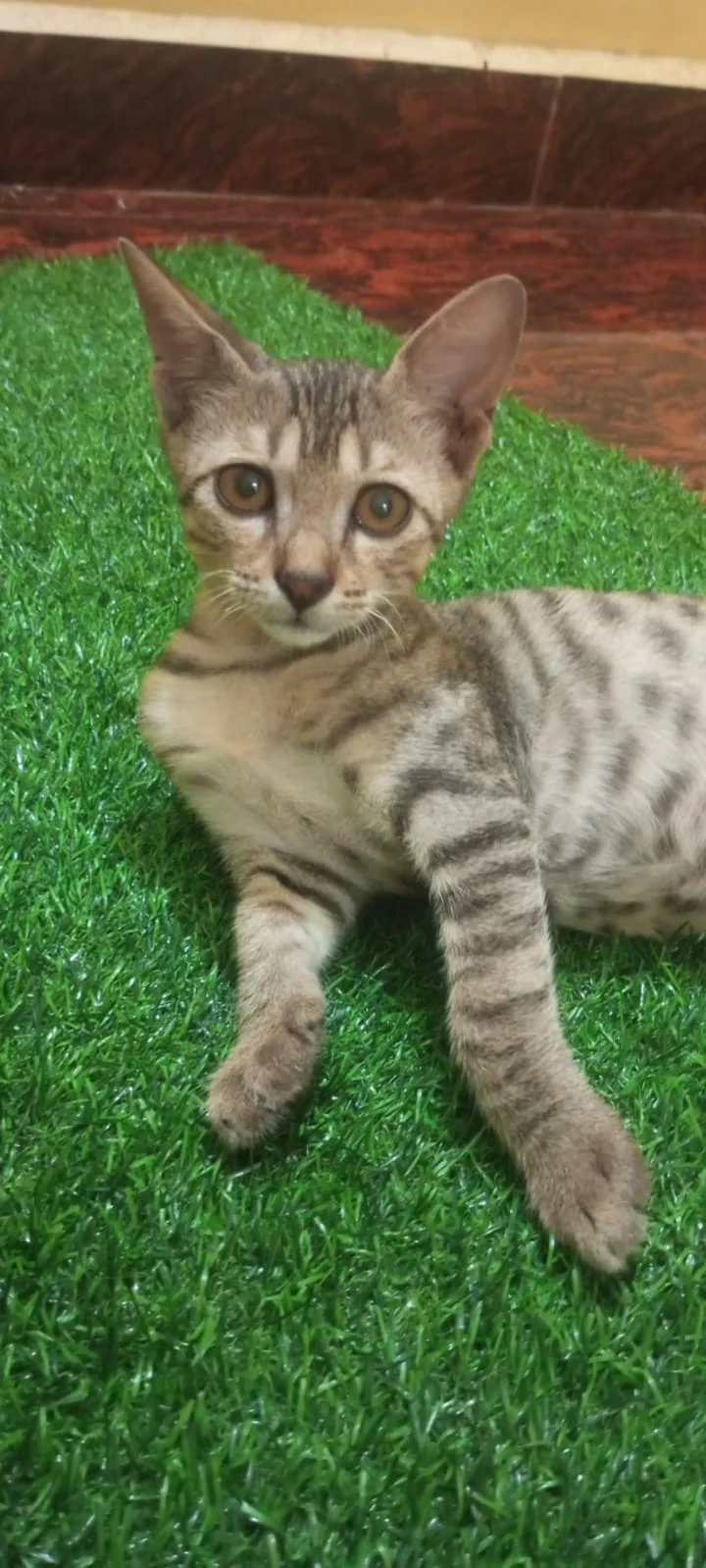 This Kitten’s Rescuer Can’t Afford Her Spay in Prayagraj