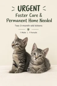 Two Bonded Kittens Need a Foster or Forever Home Together