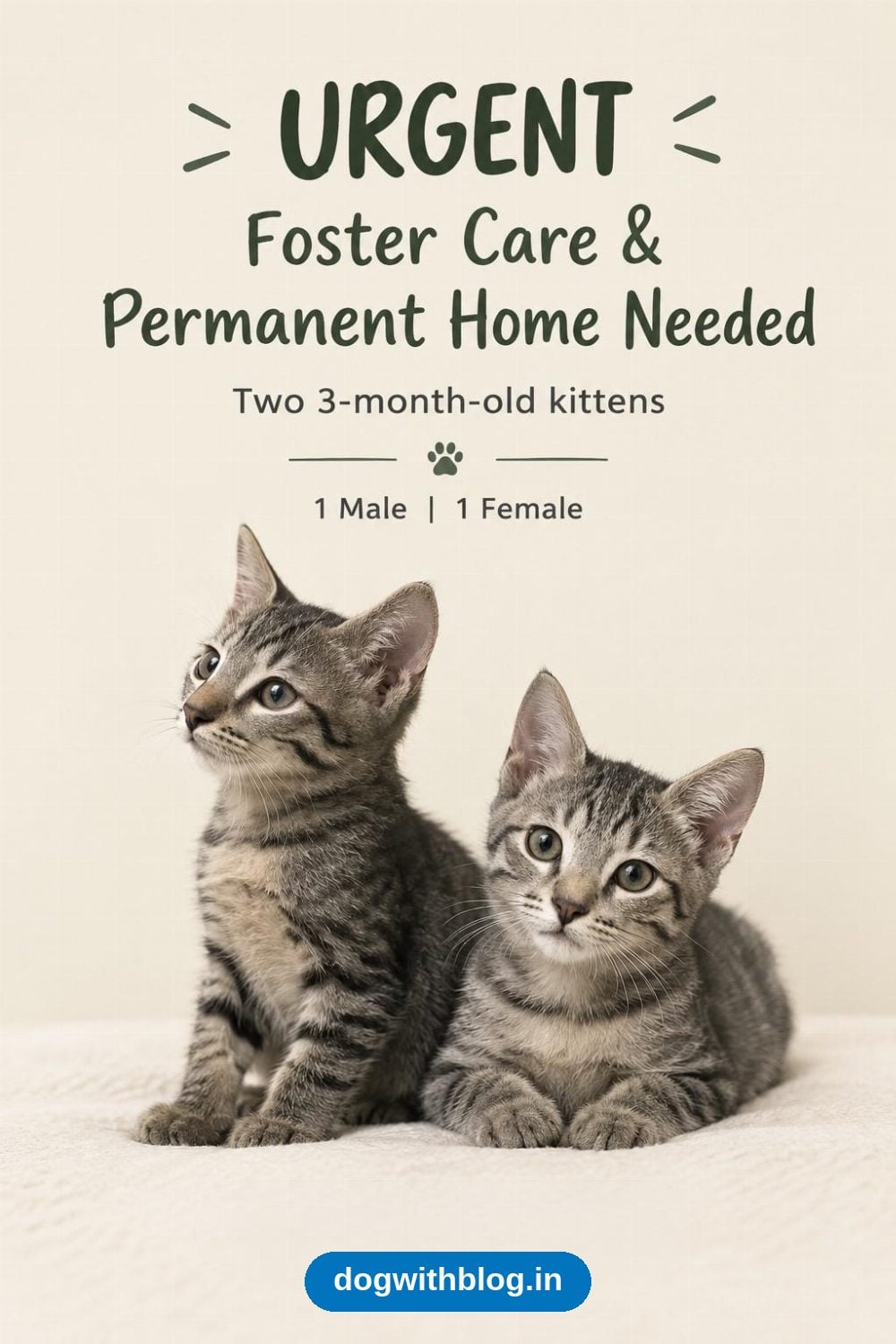 Two Bonded Kittens Need a Foster or Forever Home Together — Chennai