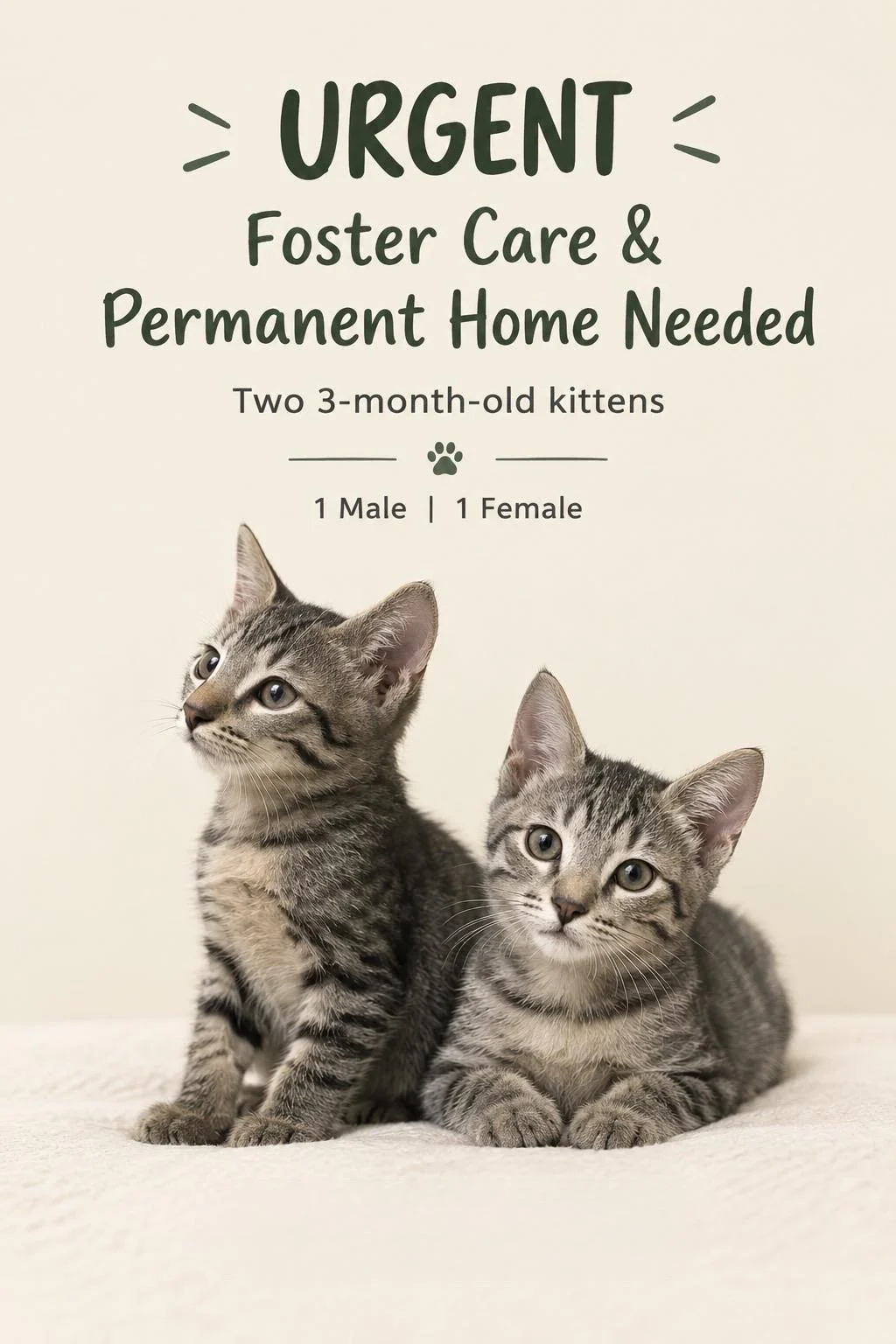 Two Bonded Kittens Need a Foster or Forever Home Together in Chennai