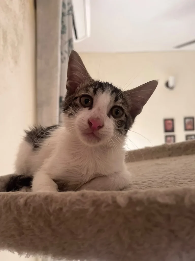 A black-and-white kitten lying on a beige cat tree, looking directly at the camera.