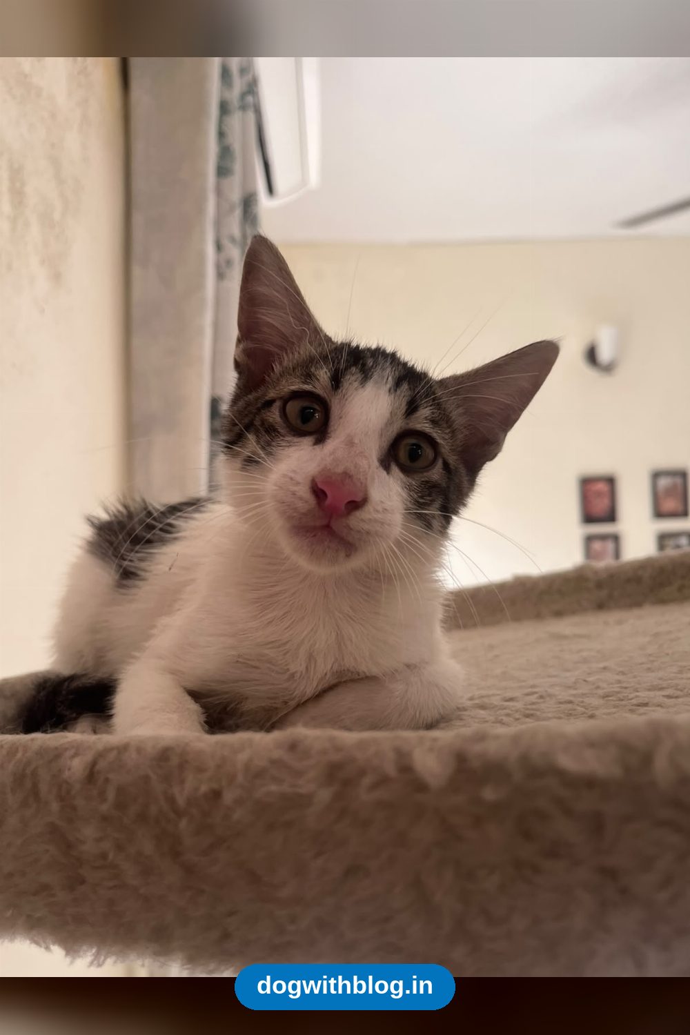 A Two-Month-Old Rescued Kitten, Litter Trained and Dewormed, Needs a Home — Delhi NCR