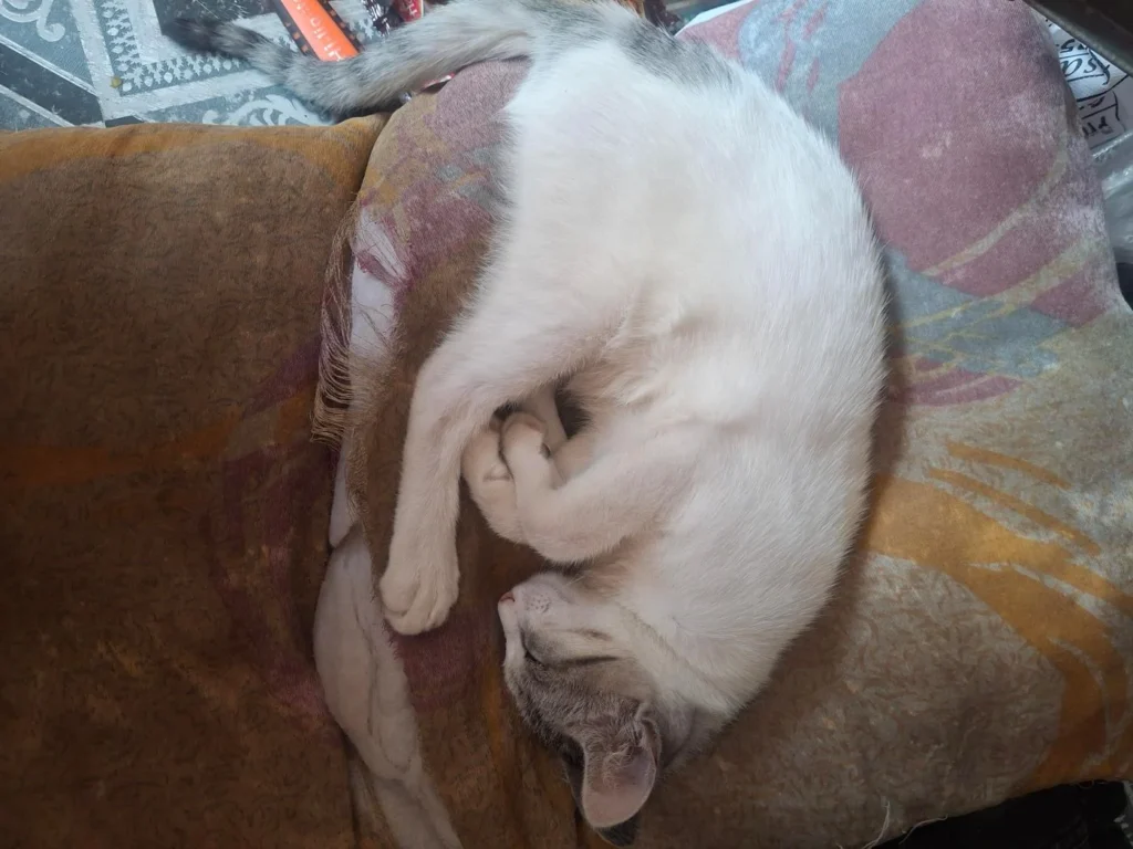 A white and grey kitten curled up asleep on a cushion, one of two kittens who need a home in Bengaluru