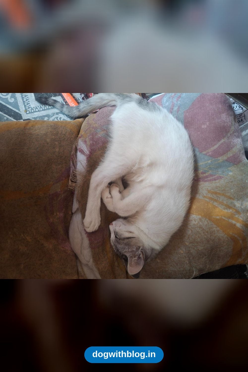 Two Rescued Kittens Need a New Home Before Their Foster Has to Leave Bengaluru