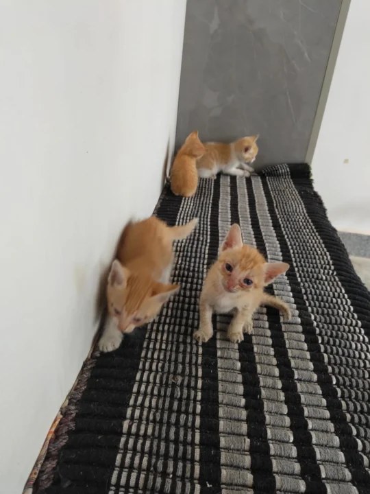 Three Five-Week-Old Ginger Kittens Need Homes, adoptable cat in Bengaluru