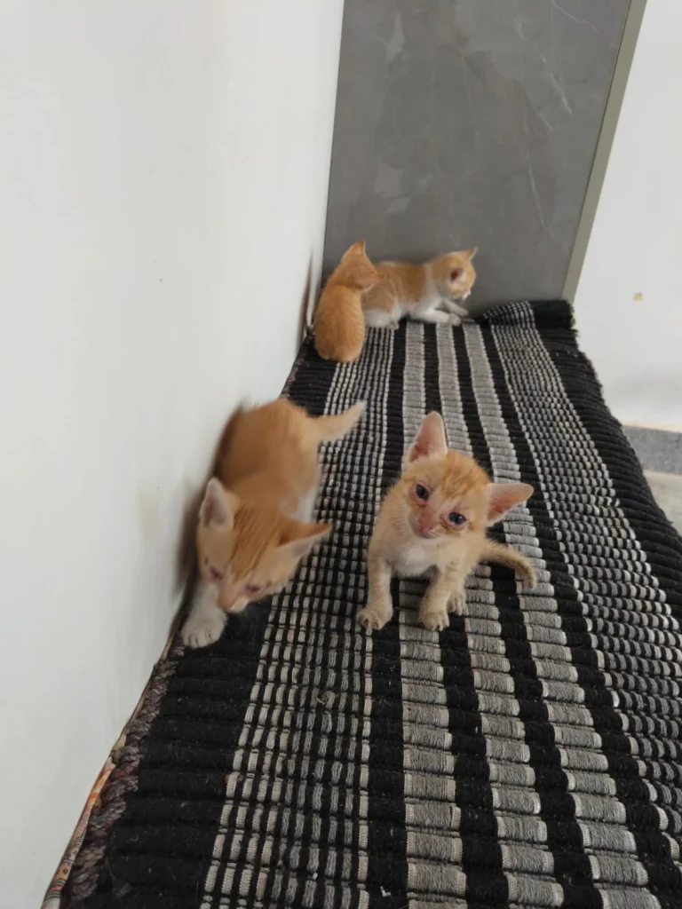 Three young orange kittens huddled together, up for adoption in Bengaluru.