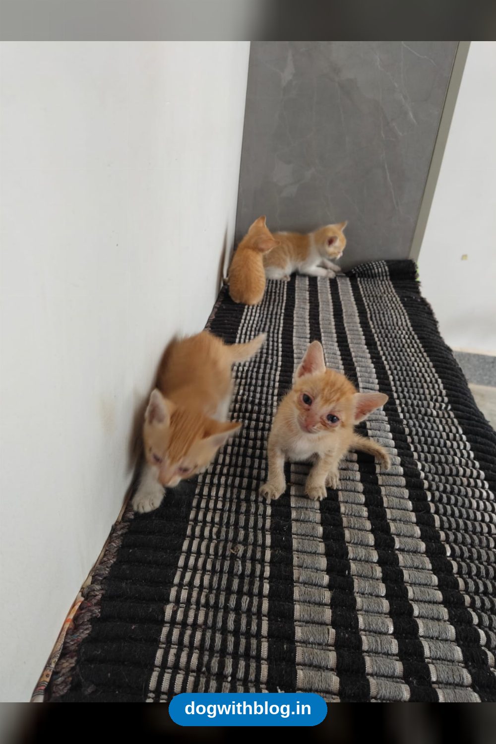 Three Five-Week-Old Ginger Kittens Need Homes — Bengaluru