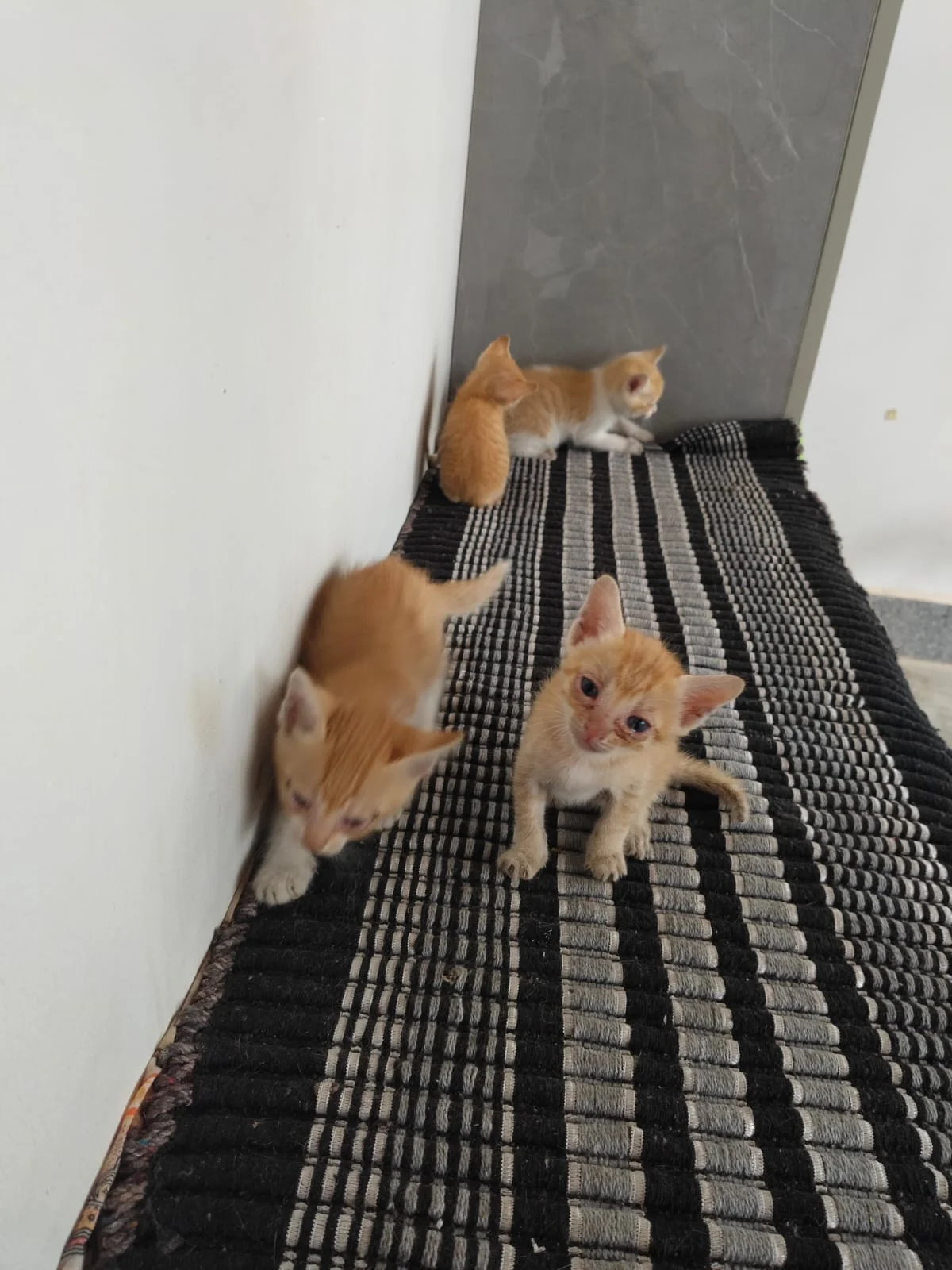 Three Five-Week-Old Ginger Kittens Need Homes in Bengaluru