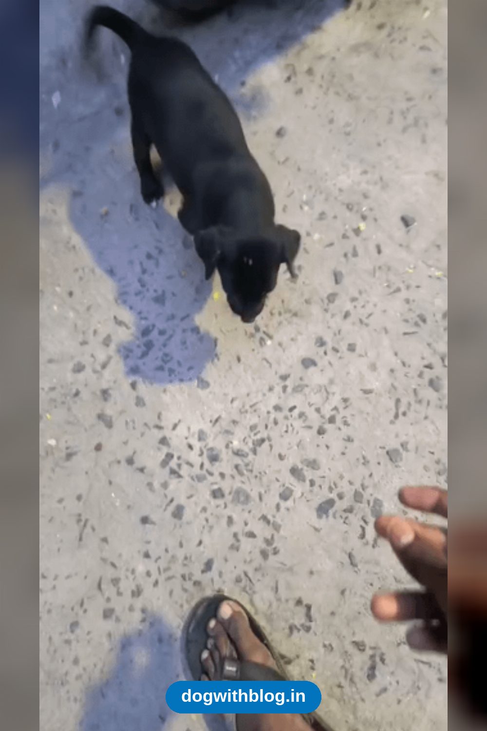 A 45-Day-Old Indie Puppy Looking for a Home in Adyar — Chennai