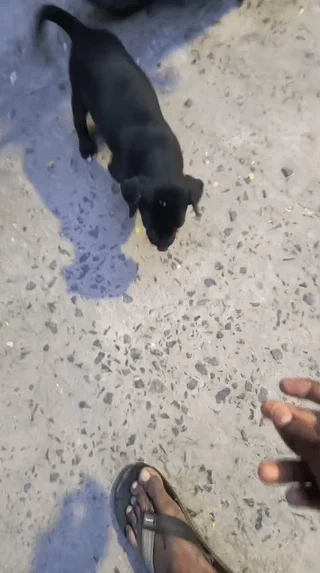 A small black indie puppy on a paved street, being approached by a person reaching down to her.