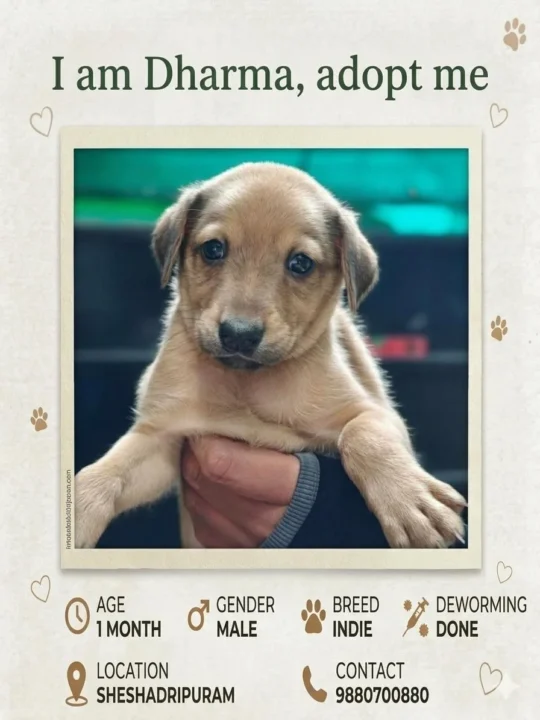 Dharma, One of Two 1-Month-Old Male Indie Pups, Needs a Home, adoptable dog in Bengaluru