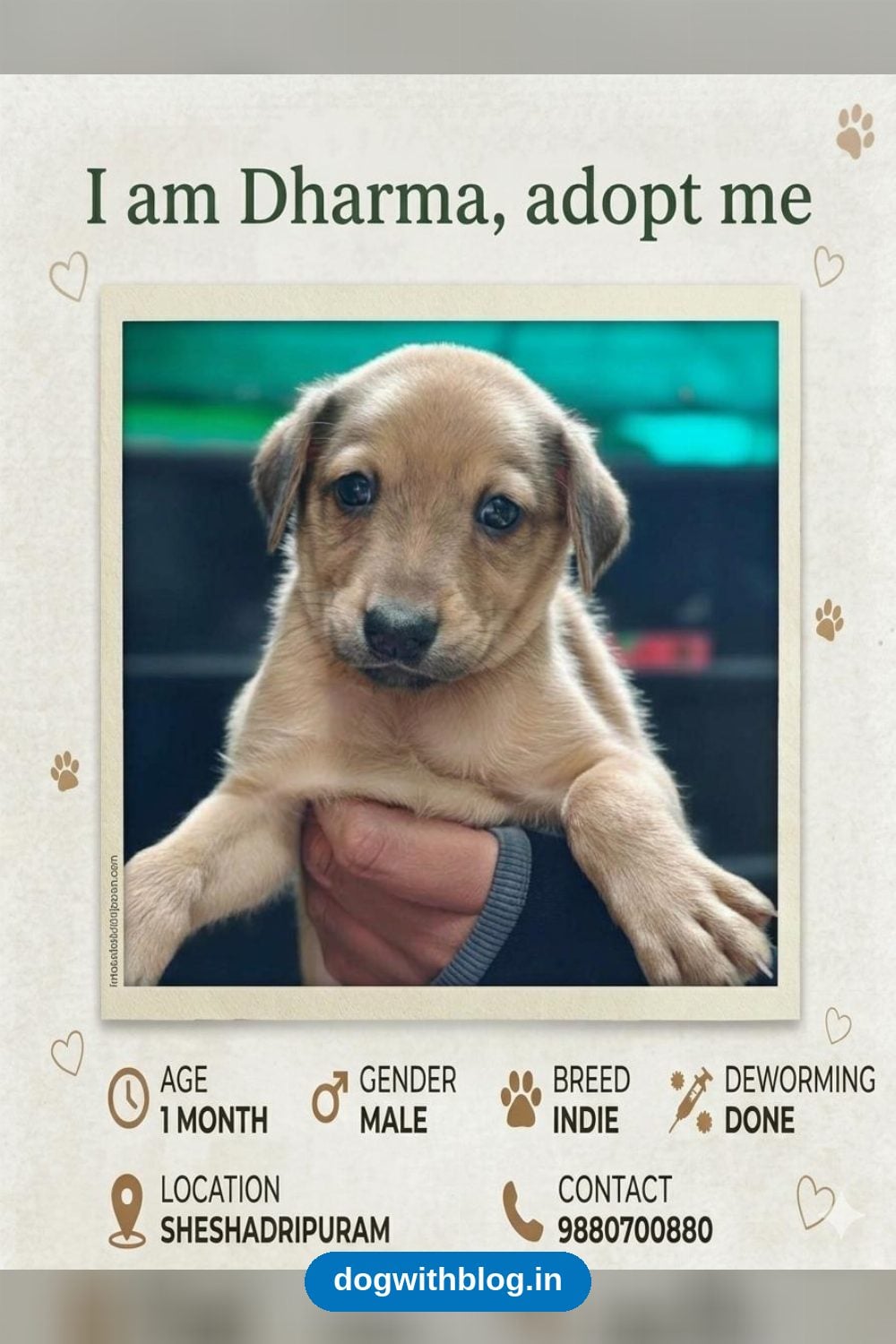 Dharma, One of Two 1-Month-Old Male Indie Pups, Needs a Home — Bengaluru