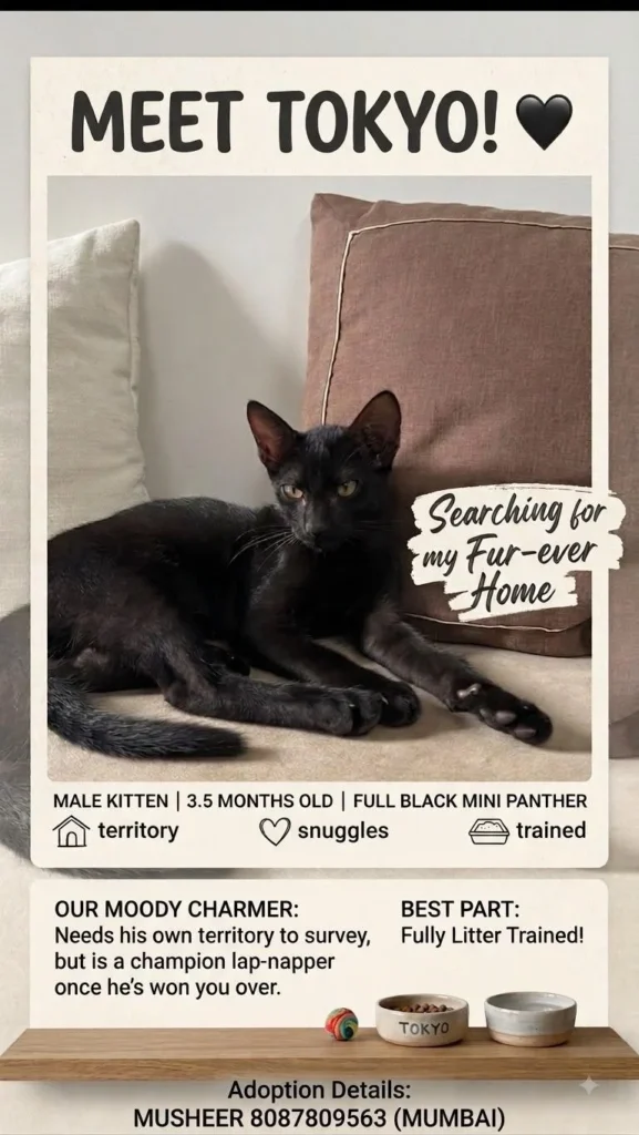 Tokyo, an all-black kitten with yellow eyes, lying on a cushion next to a striped throw pillow
