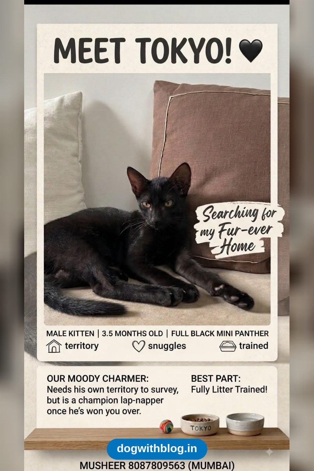 Tokyo, a Black Kitten Ready for Adoption — Mumbai