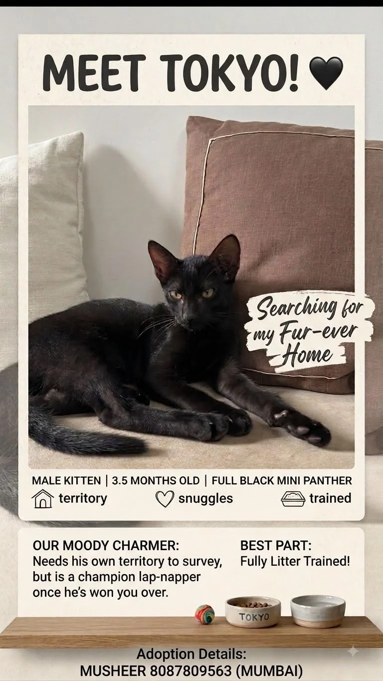 Tokyo, a Black Kitten Ready for Adoption in Mumbai