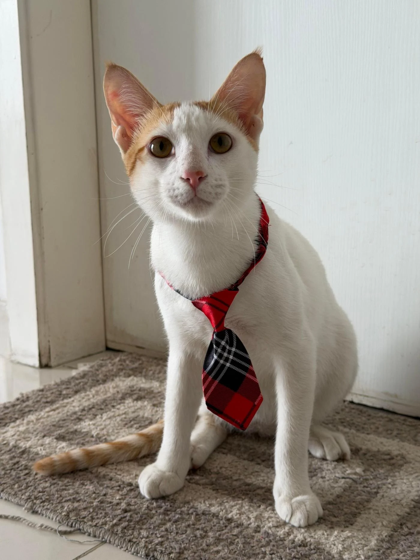 Bento the kitten sitting on an office chair at a workplace