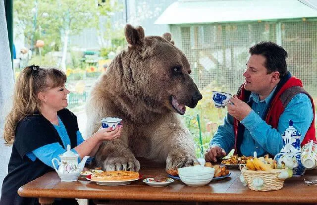 bear dining table