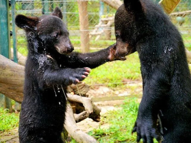 orphan bears