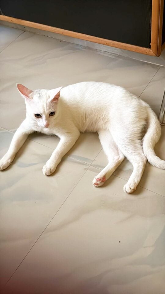 Bella, a 7-Month-Old Cat Looking for a Cat-Proofed Home