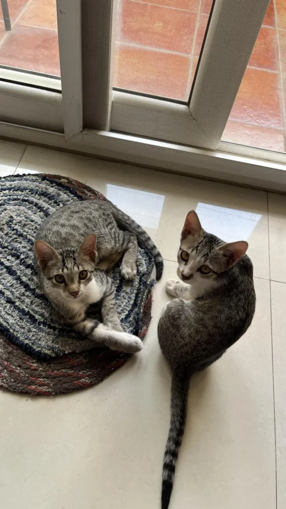 Two grey tabby kittens with white paws sitting side by side on a striped rug near a balcony door in Bengaluru