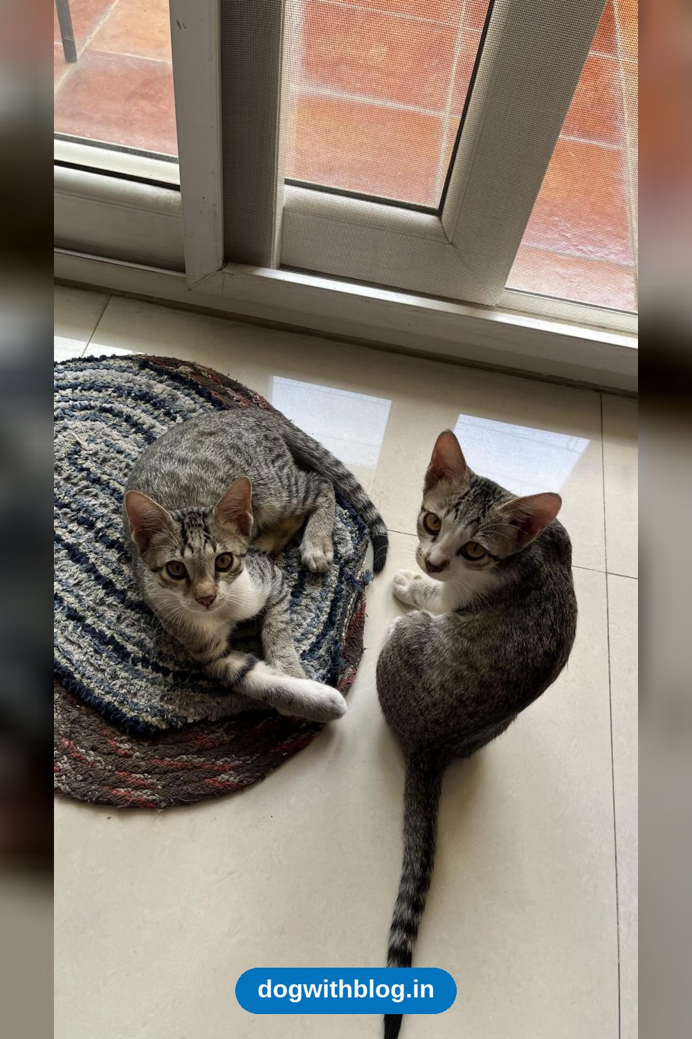 Taara and Rambo, Two Sibling Kittens Who Come as a Pair — Bengaluru