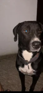 Lost Dog — Blackie, Missing from Indira Nagar Since 6 September