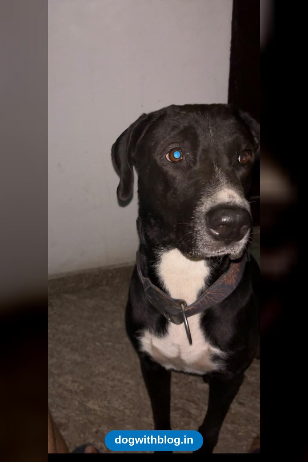 Lost Dog — Blackie, Missing from Indira Nagar Since 6 September — Lucknow