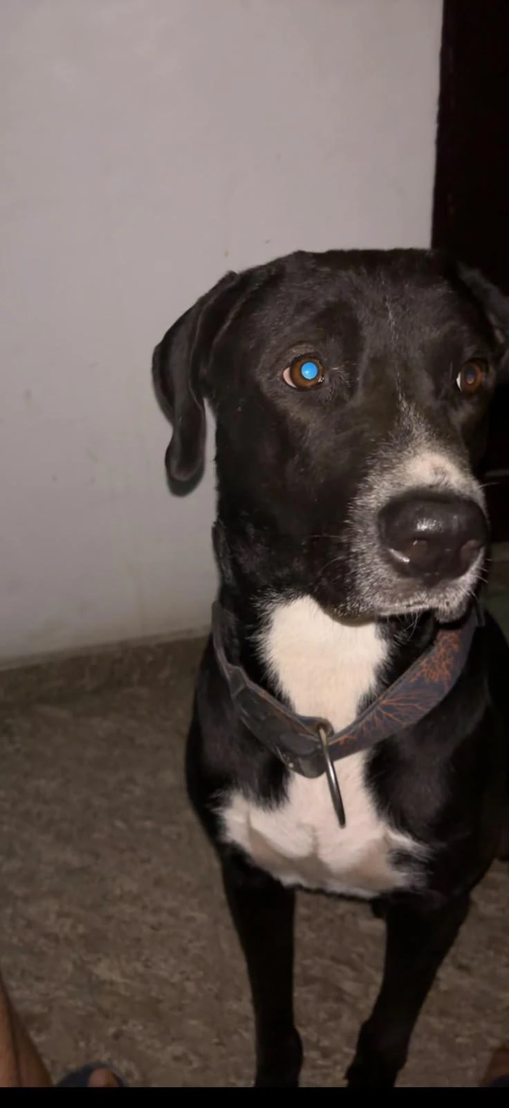 Blackie, a black-and-white dog with a blue-orange collar, missing near Lekhraj Market Metro Station in Indira Nagar, Lucknow.