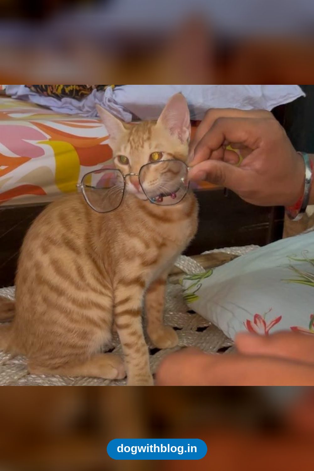 A Seven-Month-Old Spayed Indie Cat Needs a Home — Delhi NCR