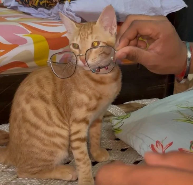 An orange tabby cat wearing a pair of glasses held up by a person's hand, sitting on a bed