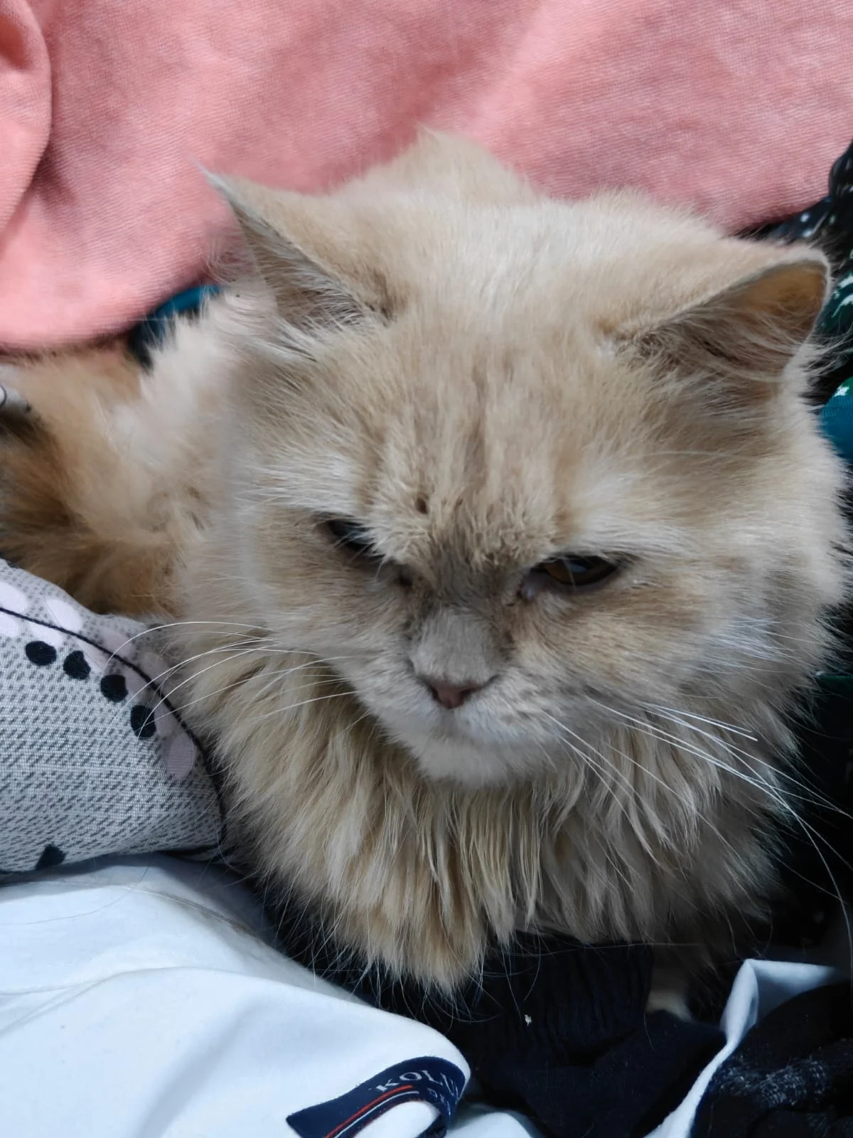 A Pair of 2-Year-Old Persian Cats Looking for One Home Together in Delhi NCR