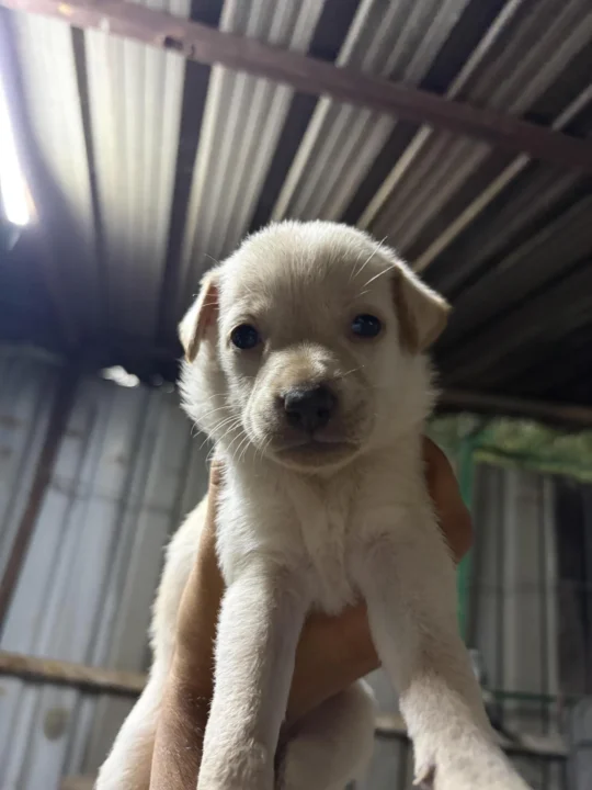 Five Indie Puppies, 15 Days Old, Need Homes, adoptable dog in Hyderabad