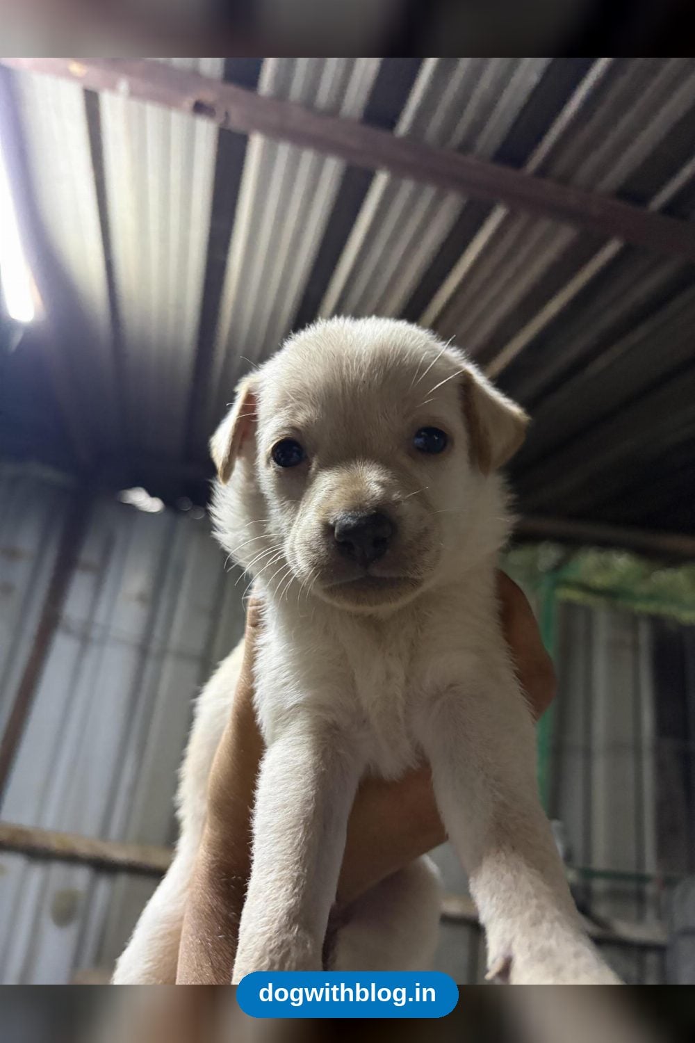 Five Indie Puppies, 15 Days Old, Need Homes — Hyderabad