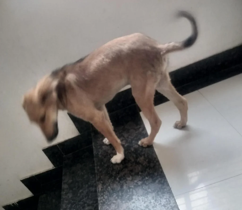 A tan indie dog with a curled tail walking down marble stairs in Indore