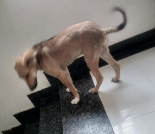 A Three-Month-Old Puppy Needs a Home, adoptable dog in Indore
