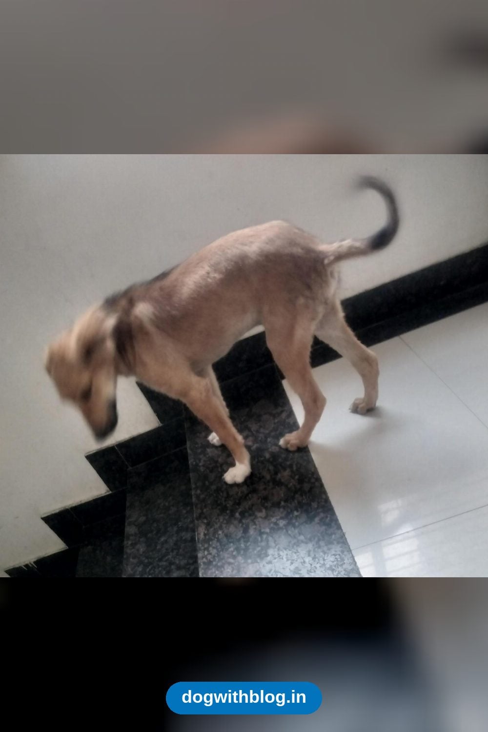 A Three-Month-Old Puppy Needs a Home — Indore