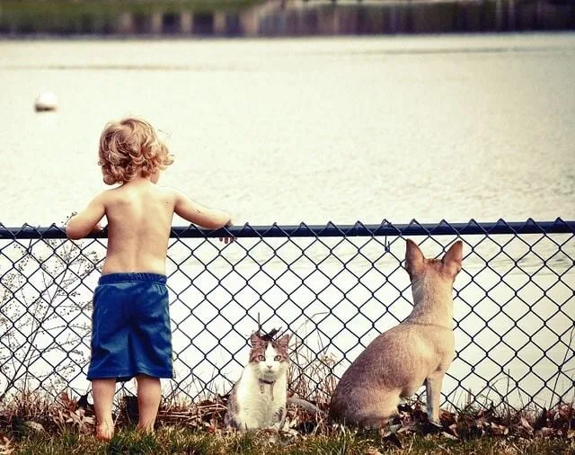 Who loves you more, your cat or your dog