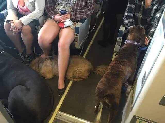 Airlines break the rule to allow dogs on board