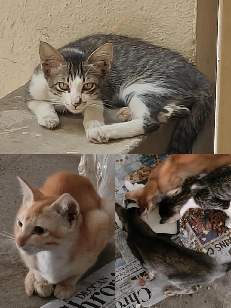 A collage of three kittens outdoors: a grey-and-white kitten curled on a ledge, an orange-and-white kitten sitting on newspaper, and a third eating from a food bowl.