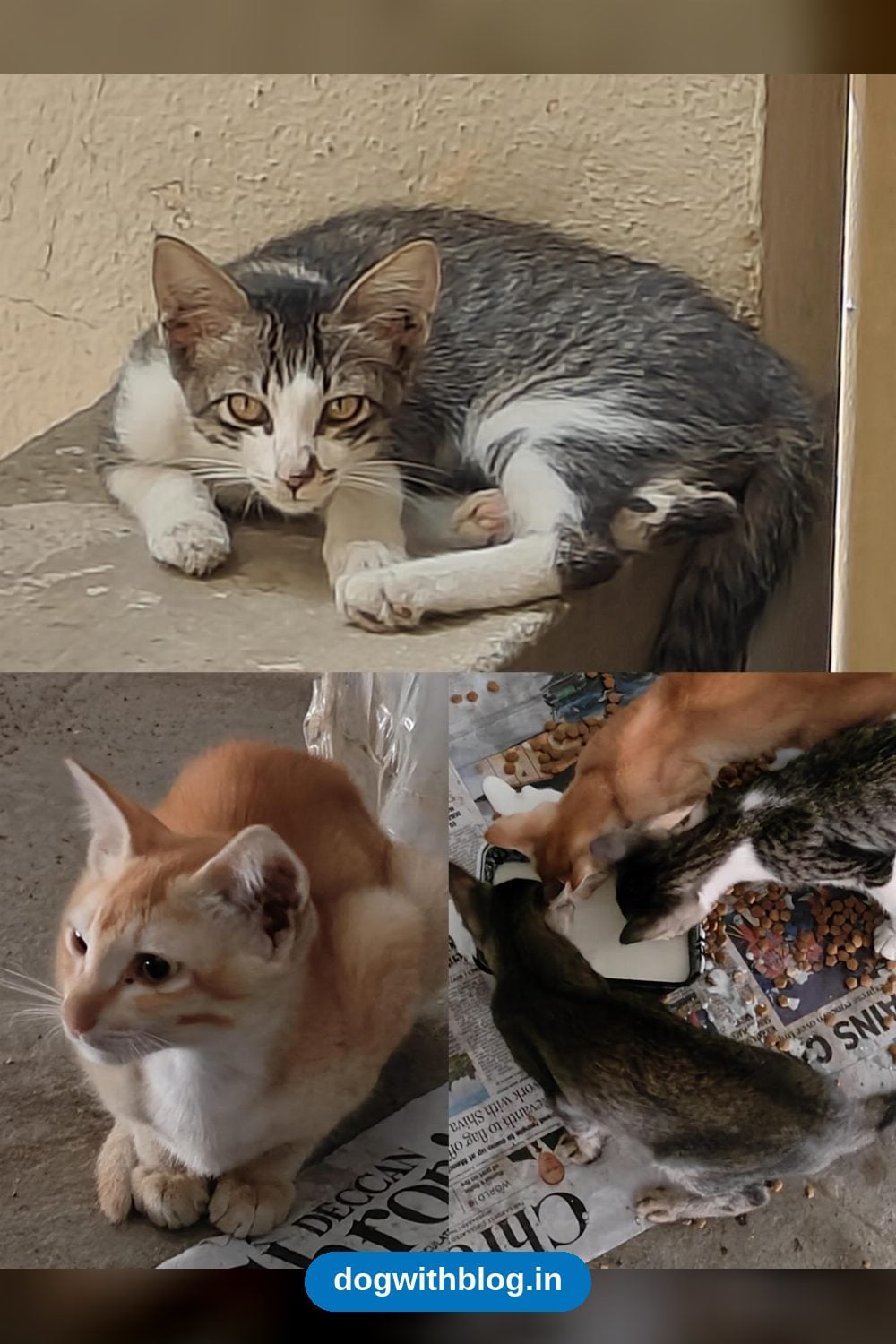 Three Five-Month-Old Kittens Born to a Stray Calico Need Homes — Hyderabad