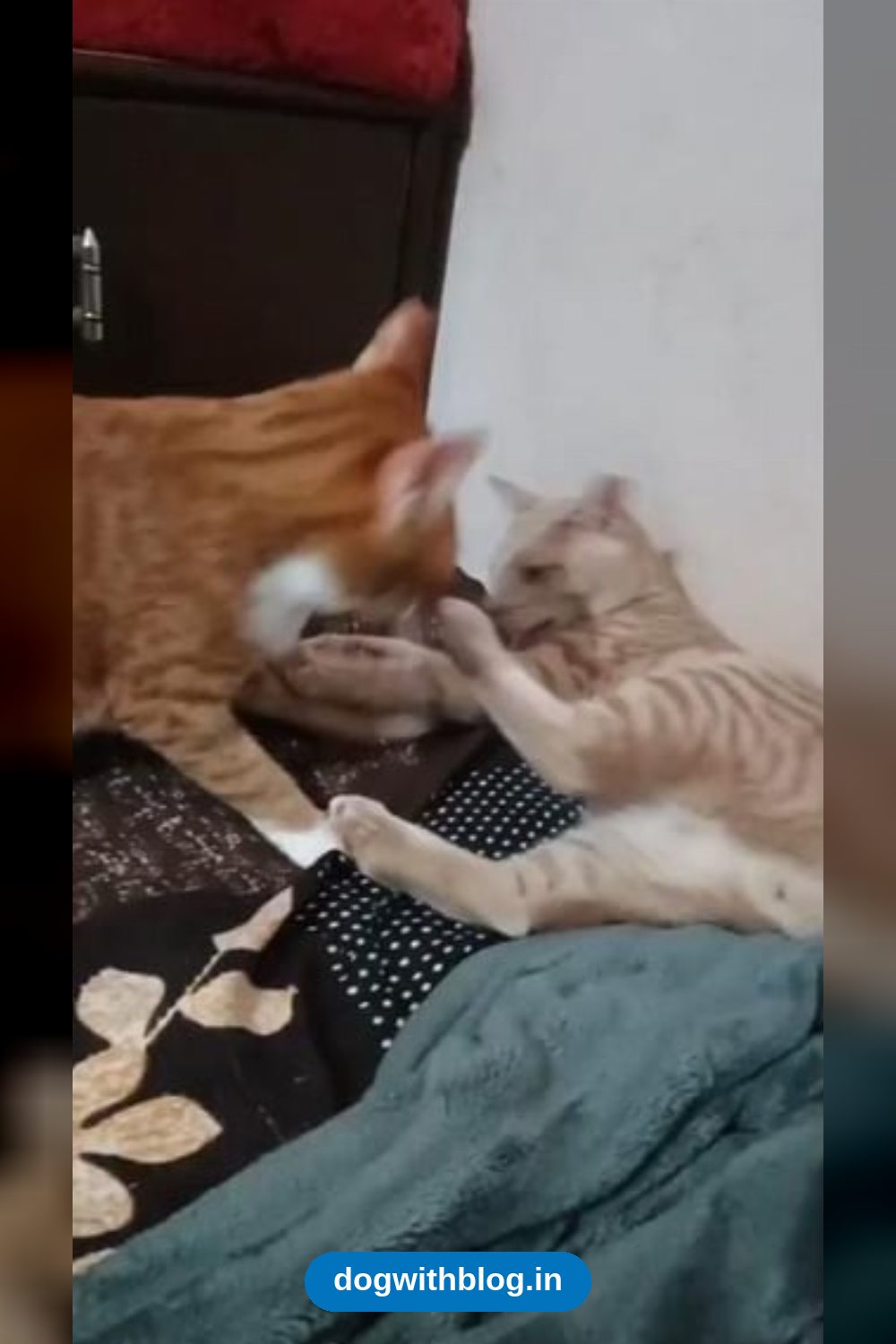 Four of Her Litter Are Already Adopted. Now the Mother and Her Last Kitten Need a Home — Mumbai