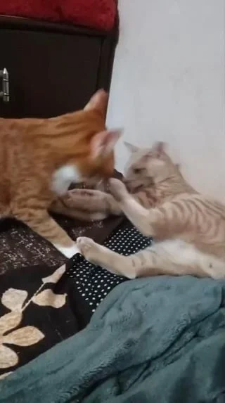 Mother son duo for adoption (mumbai/pune) - pet in Mumbai