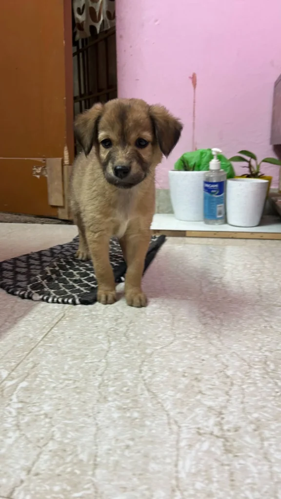 A small tan indie puppy sits alone on a mat indoors — one of six 45-day-old puppies from one litter needing homes in Bengaluru
