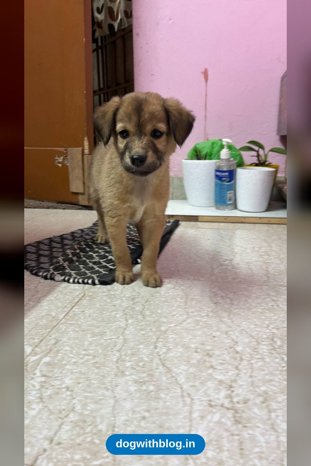 Six 45-Day-Old Puppies Need Safe, Loving Homes — Bengaluru