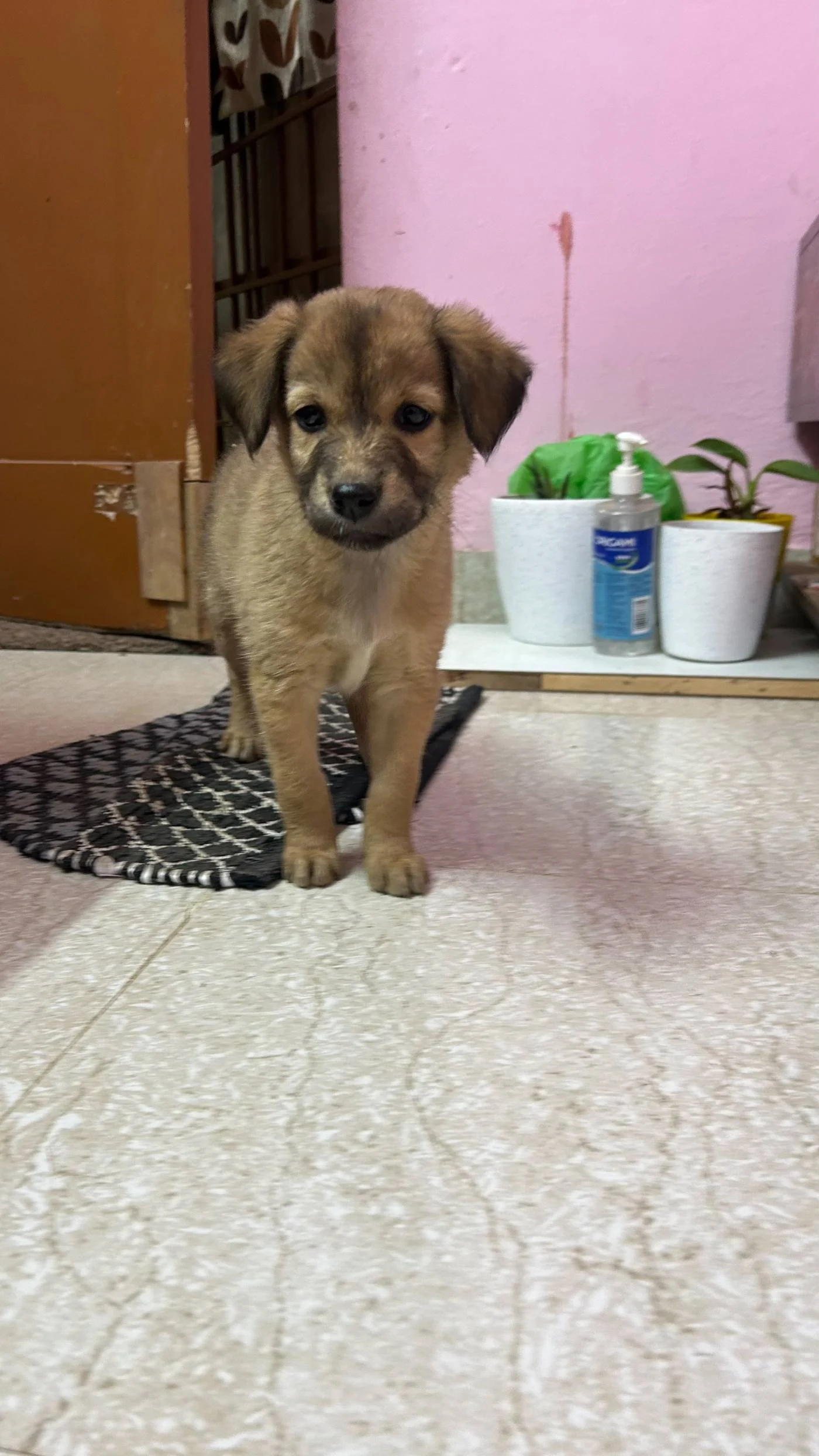 Six 45-Day-Old Puppies Need Safe, Loving Homes in Bengaluru