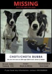 Lost Dog, Choti in Delhi NCR