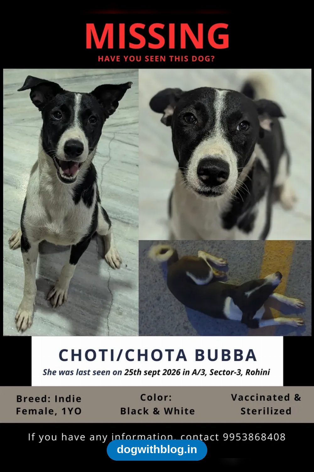 Lost Dog — Choti — Delhi NCR