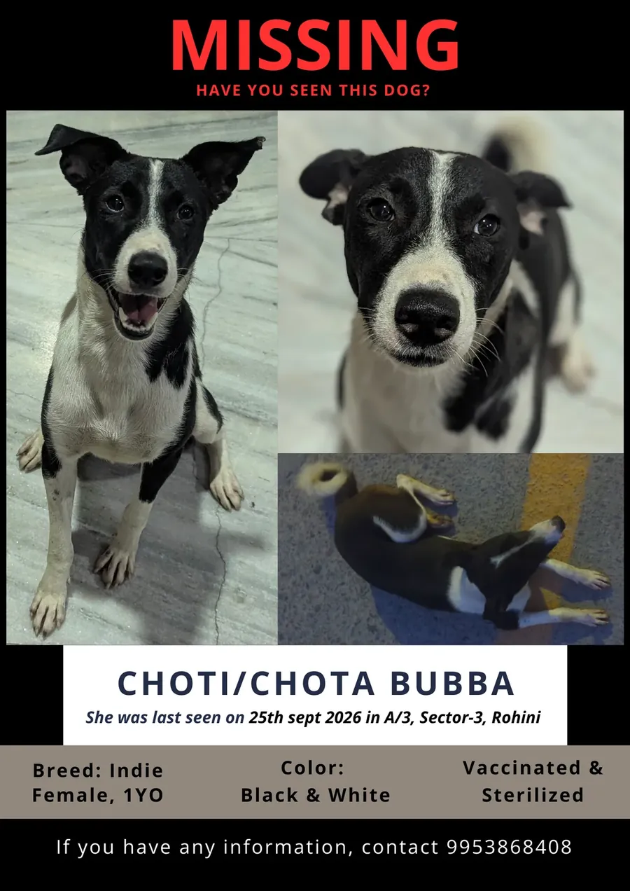 Missing poster for Choti, also called Chota Bubba: a black and white Indie dog with a white blaze on her forehead, shown in three photos, last seen in Sector 3, Rohini